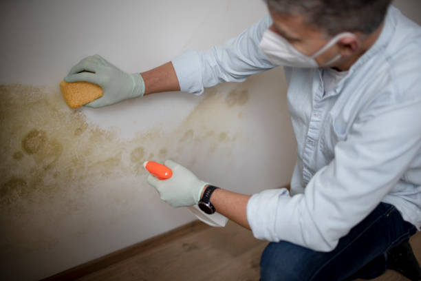 Best Commercial Mold Remediation in Blackhawk, CA