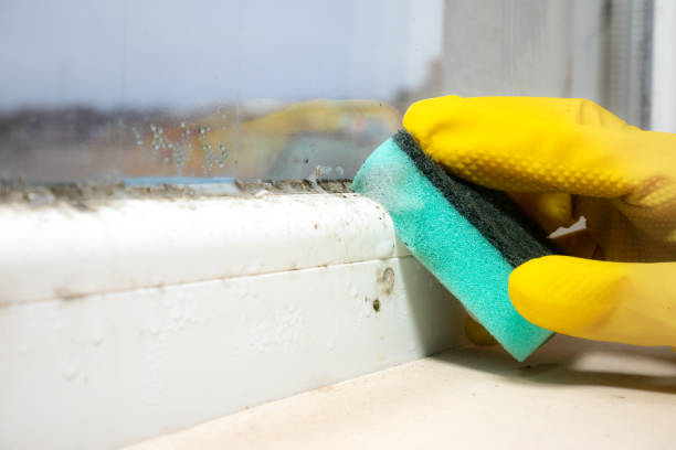 Best Attic Mold Remediation in Blackhawk, CA