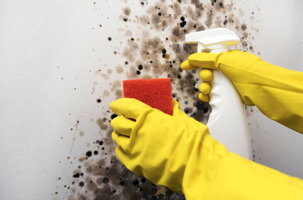Best Crawl Space Mold Remediation in Blackhawk, CA